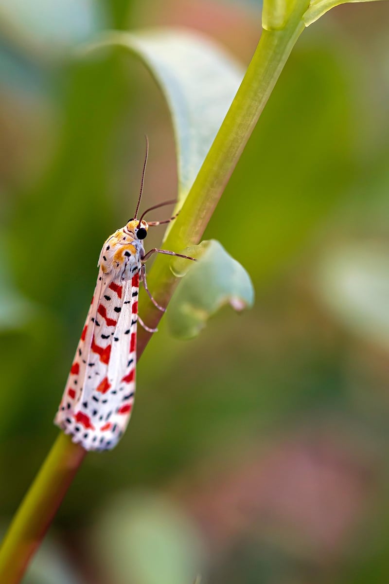 Butterfly Insect Macro